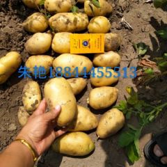 朱艳代办尤金，荷兰，杠三七，延薯杠二