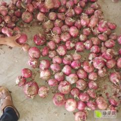 聊城冷库洋葱 平底 半高庄