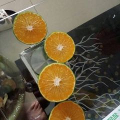 大量特早蜜橘已经上市