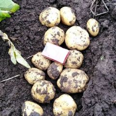 荷兰十五，延薯四土豆