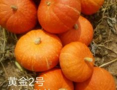 内蒙武川南瓜——黄金2号等品种