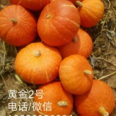 内蒙武川南瓜——黄金2号等品种