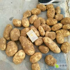 陕北土豆开市，品种多