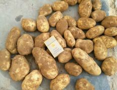 陕北土豆开市，品种多