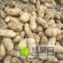 围场土豆8月行情及价格