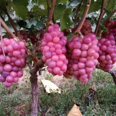 巨峰葡萄大量上市欢迎来采购