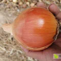 甘肃洋葱常年加工 出口