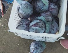 紫甘蓝大量供应