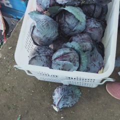 紫甘蓝大量供应