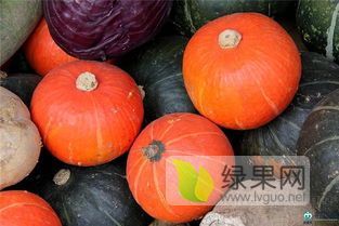 黄金2号，绿南瓜板粟。18841627321。