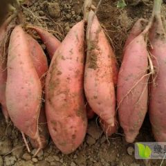 柏乡内步乡沙地烟薯25、西瓜红