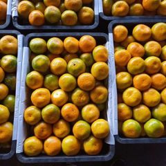 特早蜜桔产地批发