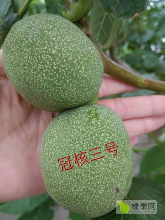 2019年山东张店冠核三号核桃苗价格