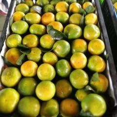 宜昌蜜橘大量鲜果供应，无需代办费