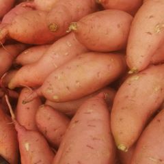 河南万亩沙地龙九