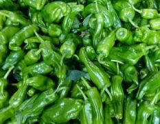 高山蔬菜芜湖椒大量供应，欢迎各位客商前来选购！