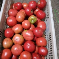 湖北宜昌市长阳高山无公害绿色蔬菜