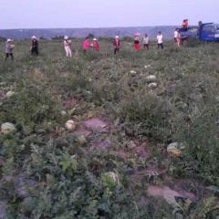 大量西瓜上市，欢迎前来选购，