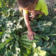 优质西瓜大量上市，前来选购