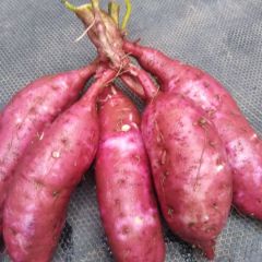 无公害优质红薯