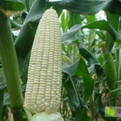 山东聊城糯玉米上市了