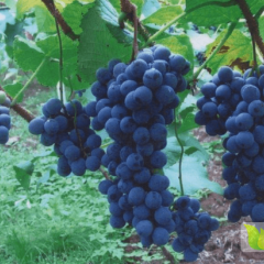 京亚葡萄，味道香甜，酸甜适中，肉质肥厚，味甜多汁