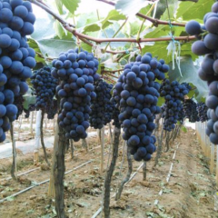 夏黑葡萄，又大又甜，又便宜，欢迎采购