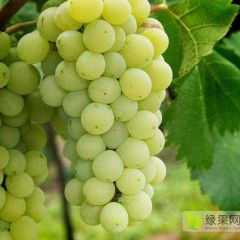 维多利亚葡萄来自葡萄之乡威县，保证新鲜粒粒饱满