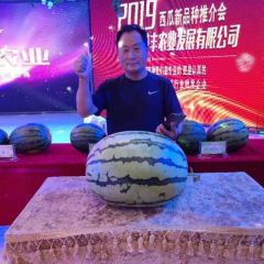 清苑区高产冠军甜王西瓜种子