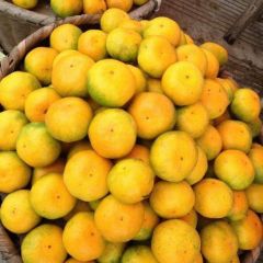湖北蜜桔产地批发