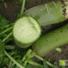 红甜菜 欢迎新老客户光临