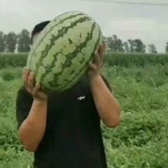 内蒙古通辽沙地瓜，金成五号糖度13/口感沙甜耐运输，大红瓤