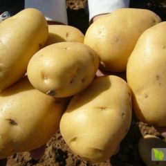 沽源土豆开圈了，什么品种都有，沙土地货好。