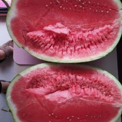 沙漠王沙地深井浇水瓜