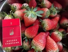 青岛市优质甜宝草莓苗量大质优，自家大型农场