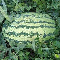 甘肃庆阳宁县西瓜价廉质优