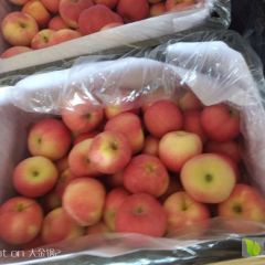 宁夏中卫南山台优质苹果以上市！富喜源合作社！