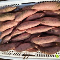 莱西龙薯九号红薯大量上市中。沙壤土，长瓜条