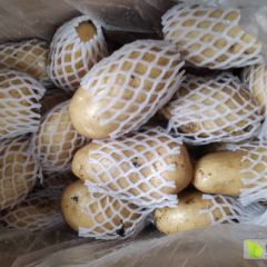 莱西库存土豆开始出库，箱装网套打包带，3两通天，4两通天，薯型好，颜
