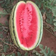 内蒙古沙漠瓜代收代发