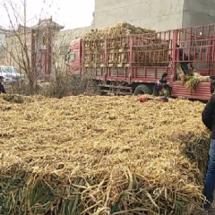 山西万荣大葱底色白 葱杆长 货源充足