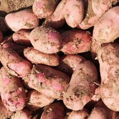 沽源县土豆，雪川红土豆，张小云