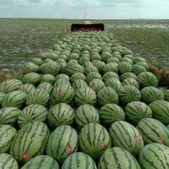 定边西瓜，全国发货，八斤打底，