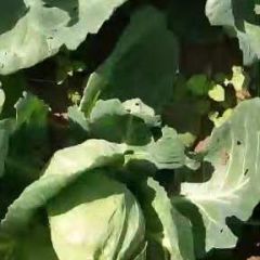 张家口市蔚县甘蓝大量上市