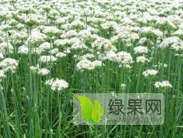 河南浚县浚县韭菜花无污染质量好