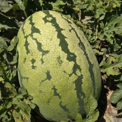 庆阳西瓜真不错--西农8号、金华1号、金成5号