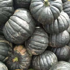 山西神池新明诚信合作社黑皮南瓜