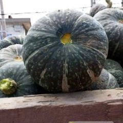 山西神池新明合作社诚信合作板栗南瓜