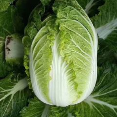旱地大白菜 中甘大量上市有需要的联系