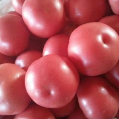大量精品西红柿已上市